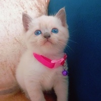 British Shorthair, Kedi  Bıcır fotoğrafı