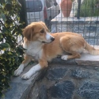 Border Collie, Köpek  Mia fotoğrafı