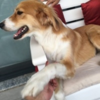 Border Collie, Köpek  Mia fotoğrafı