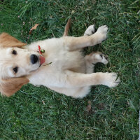 Golden Retriever, Köpek  mişa fotoğrafı