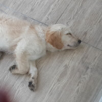 Golden Retriever, Köpek  mişa fotoğrafı