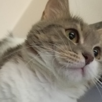American Shorthair, Kedi  Şaşkın fotoğrafı