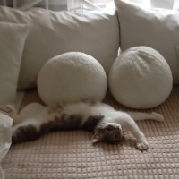 American Shorthair, Kedi  Şaşkın fotoğrafı
