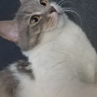 American Shorthair, Kedi  Şaşkın fotoğrafı