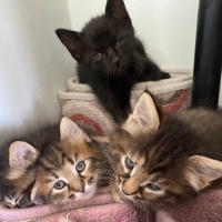Tekir Kedi, Kedi  Ponçikler fotoğrafı