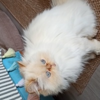 İran Kedisi (Persian), Kedi  Nisan fotoğrafı