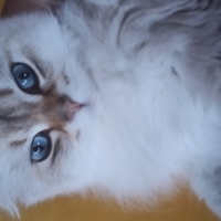İran Kedisi (Persian), Kedi  Nisan fotoğrafı