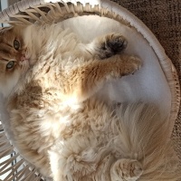 İran Kedisi (Persian), Kedi  Nisan fotoğrafı