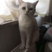 British Shorthair, Kedi  Maya fotoğrafı
