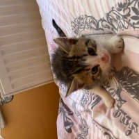 Tekir Kedi, Kedi  2 sevimli kardeş fotoğrafı