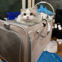 Ragdoll, Kedi  Leo fotoğrafı