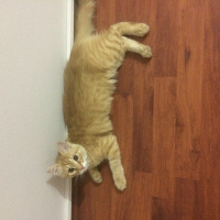 Tekir Kedi, Kedi  Aşkım fotoğrafı