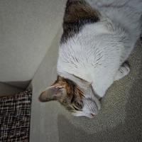 Tekir Kedi, Kedi  Süslü fotoğrafı