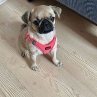 Pug, Köpek  Cookie fotoğrafı