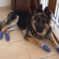 Alman Kalın Tüylü Pointer, Köpek  Coni fotoğrafı