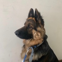 Alman Kalın Tüylü Pointer, Köpek  Coni fotoğrafı