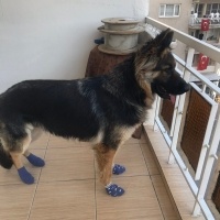 Alman Kalın Tüylü Pointer, Köpek  Coni fotoğrafı