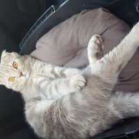 Scottish Fold, Kedi  Yumoş fotoğrafı