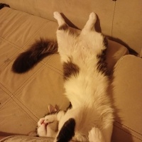Tekir Kedi, Kedi  Mars fotoğrafı