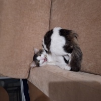 Tekir Kedi, Kedi  Mars fotoğrafı