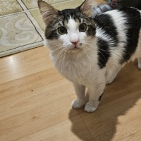 Tekir Kedi, Kedi  Mars fotoğrafı
