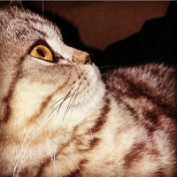 British Shorthair, Kedi  Balcan fotoğrafı