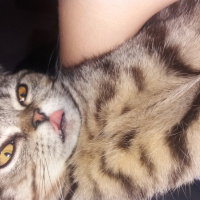British Shorthair, Kedi  Balcan fotoğrafı