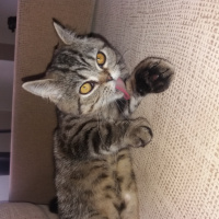 British Shorthair, Kedi  Balcan fotoğrafı