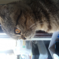 British Shorthair, Kedi  Balcan fotoğrafı