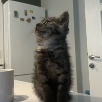 Tekir Kedi, Kedi  Rambo fotoğrafı