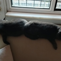 British Shorthair, Kedi  Kahraman dost müezza fotoğrafı