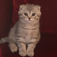 Scottish Fold, Kedi  Sherlock fotoğrafı