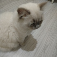 British Shorthair, Kedi  Bulut fotoğrafı