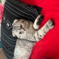 Scottish Fold, Kedi  Duman fotoğrafı