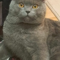 British Shorthair, Kedi  Paşa fotoğrafı