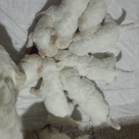 Maltese, Köpek  Felix fotoğrafı