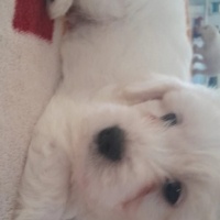 Maltese, Köpek  Felix fotoğrafı