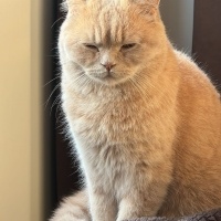 British Shorthair, Kedi  Limon fotoğrafı