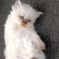 British Longhair, Kedi  Başkan fotoğrafı