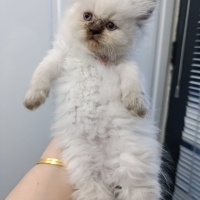 British Longhair, Kedi  Başkan fotoğrafı