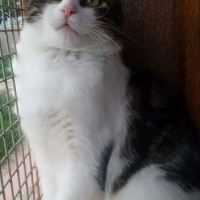 Tekir Kedi, Kedi  TOSBİK fotoğrafı