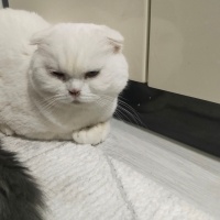 Scottish Fold, Kedi  Zeus ve paşa fotoğrafı