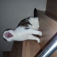 Tekir Kedi, Kedi  TOSBİK fotoğrafı