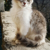 Himalayan, Kedi  duman fotoğrafı