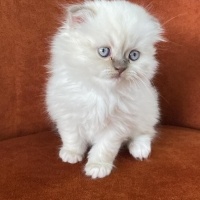 Scottish Fold, Kedi  Şaşkın fotoğrafı