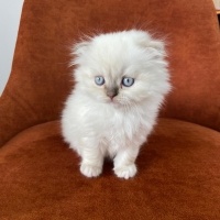 Scottish Fold, Kedi  Şaşkın fotoğrafı