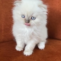 Scottish Fold, Kedi  Şaşkın fotoğrafı