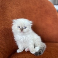 Scottish Fold, Kedi  Şaşkın fotoğrafı