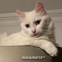 Tekir Kedi, Kedi  Pamuk fotoğrafı