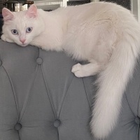 Tekir Kedi, Kedi  Pamuk fotoğrafı